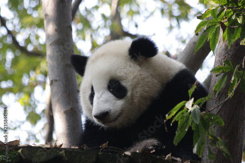 Close up Fluffy Face of Panda Cub's Face , Chengdu Base, China