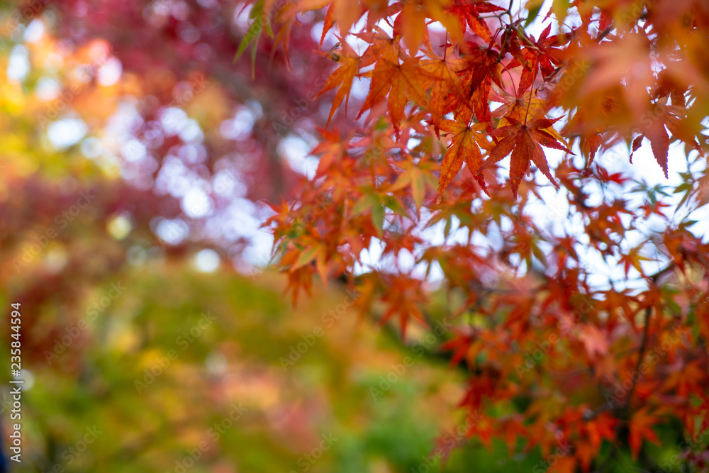 Beautiful autumn maple leaves foreground in yellow, orange, red and green color with colorful blurred bokeh background, Kyoto