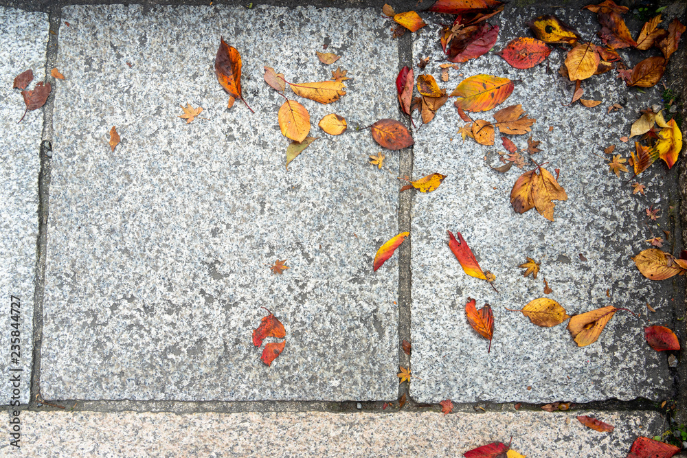 Fallen colorful autumn leaves on light grey granite pavement texture ...