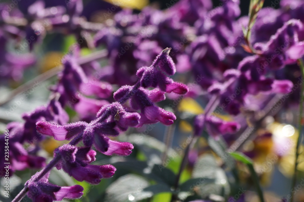 Purple Flower meadow in Springtime
