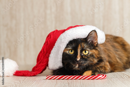 Bilde på lerret Playful cat in a Christmas hat looks up and lies near the candy