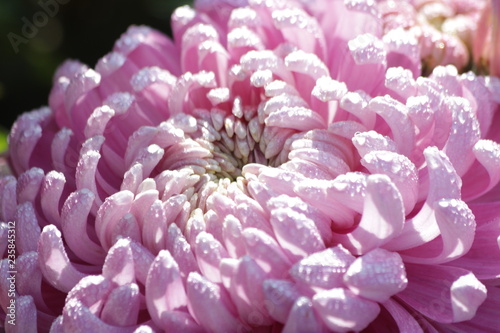 Close up Pink Crysanthemum