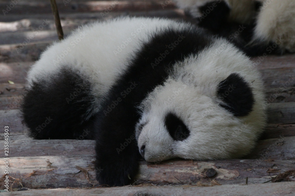 Fototapeta premium Close up Sleeping Baby Panda Cub, China