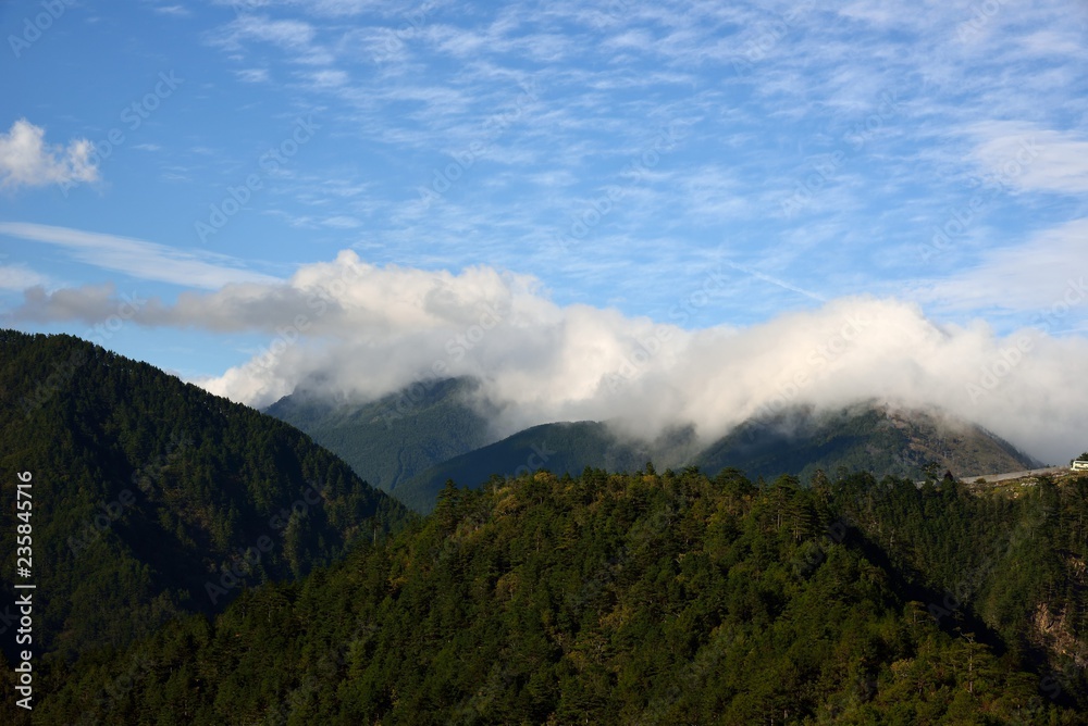 Fog,in the forest on the mountains of Taiwan. Fog,in the forest on the mountains of Taiwan.