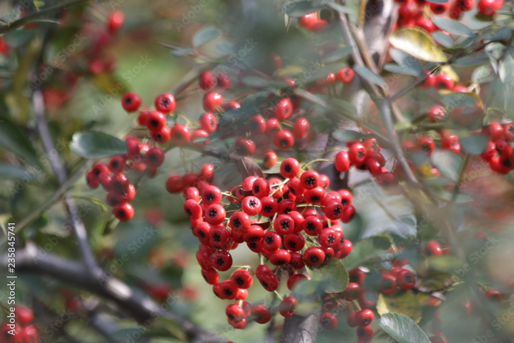Obraz premium Red Wild Berries in the Park