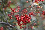 Red Wild Berries in the Park
