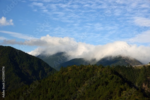 Fog,in the forest on the mountains of Taiwan.