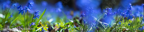 panorama blue scilla flower in a forest glade