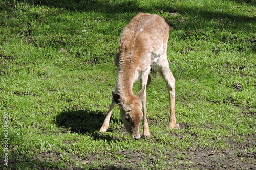 A young roe deer