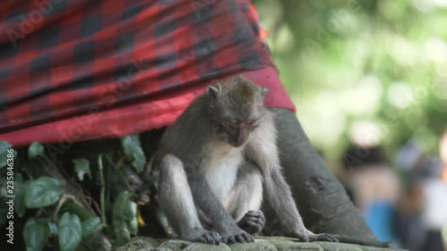 Little Monkey At Monkey Forest Part 1 Of 2 Videos. Shot Using GH5 In 4K At 60fps And Only Slight Curve Adjustment Was Done. photo