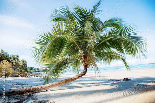 Fototapeta Naklejka Na Ścianę i Meble -  Coconut tree on beach with sunlight.