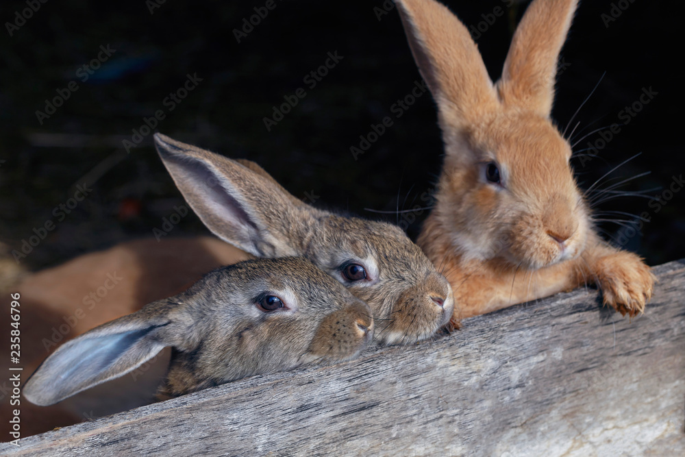 frontal view of a several small rabbits of different ages in a cage frontal view of a several small rabbits of different ages in a cage