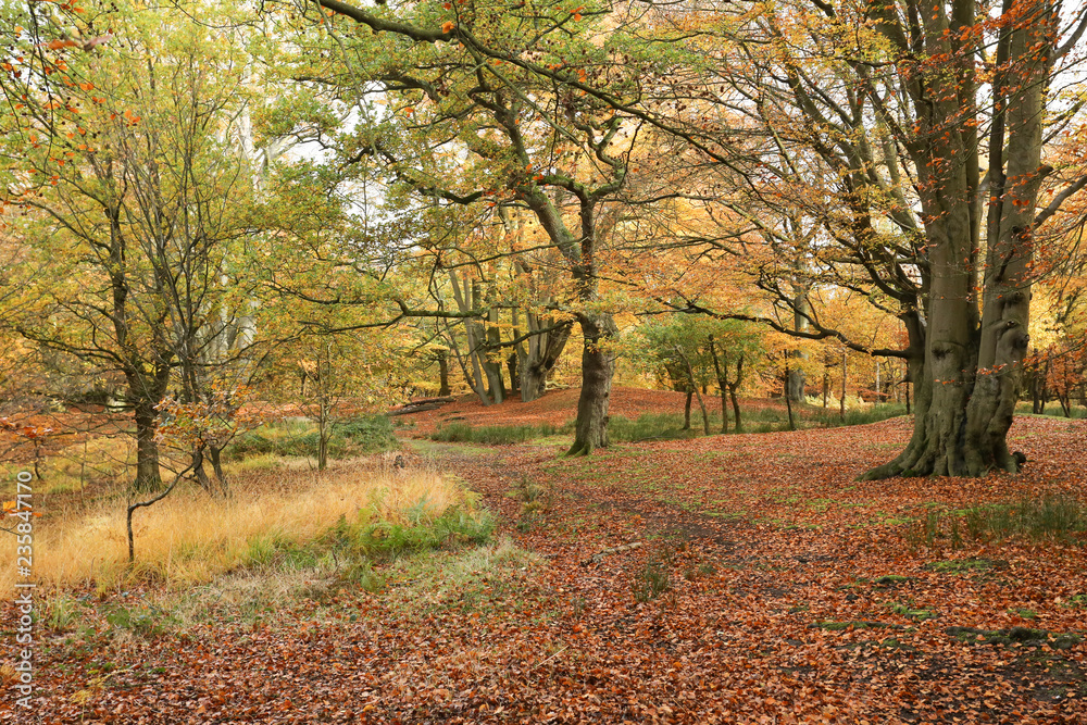 A landscape view of a forest in the UK in autumn colors.	