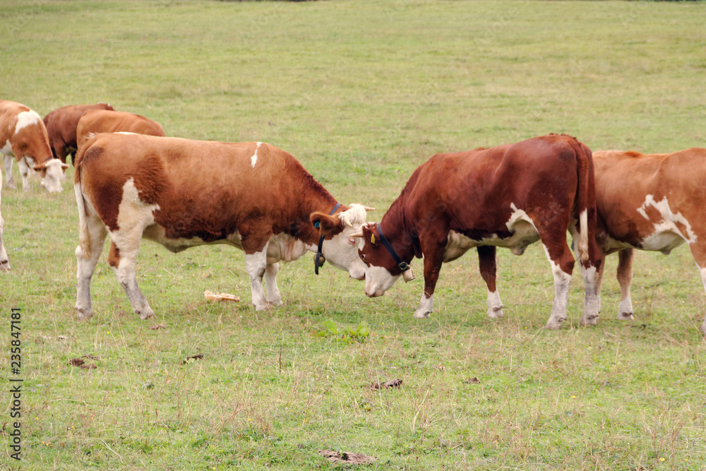 red cows graze on green meadows in the alps. l