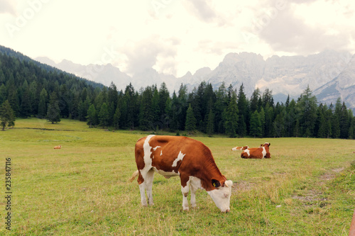 red cows graze on green meadows in the alps. l © makam1969