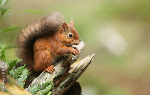A stunning Red Squirrel (Sciurus vulgaris) sitting on a tree stump feeding. © Sandra Standbridge