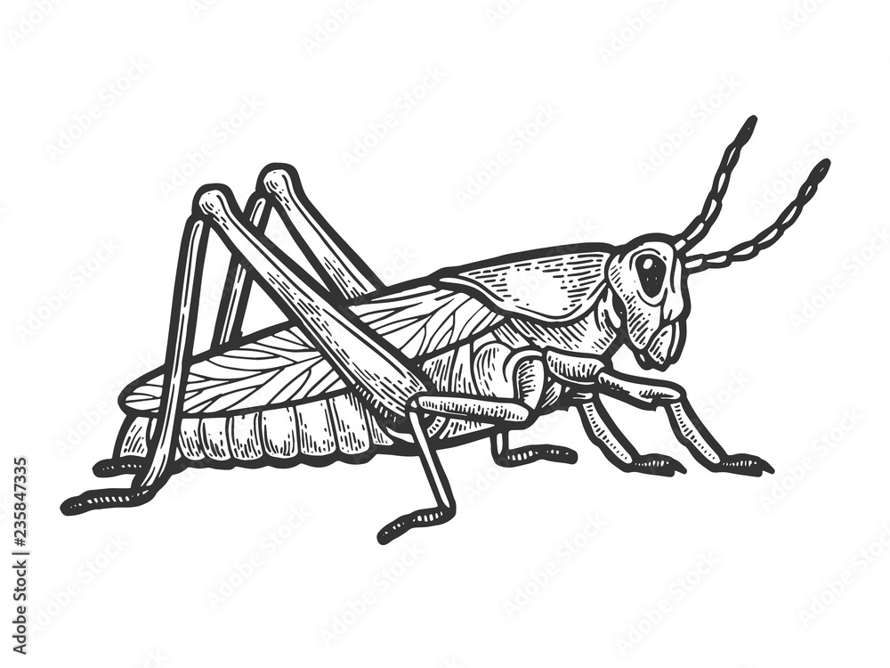Grasshopper Black And White Clipart