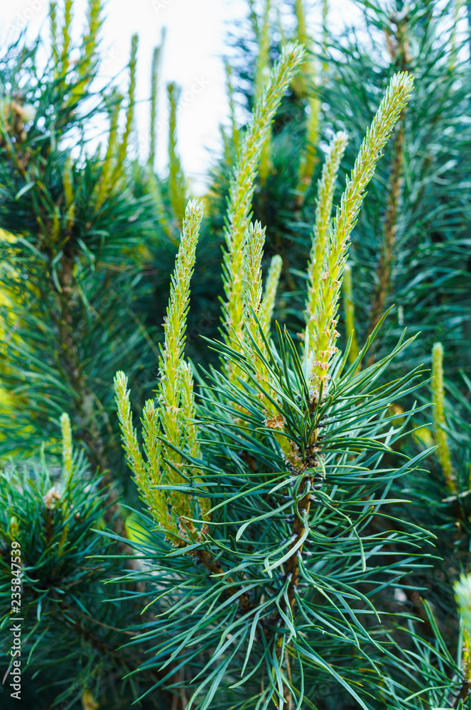 Young shoots of pine in early spring. Young shoots of pine in early spring.
