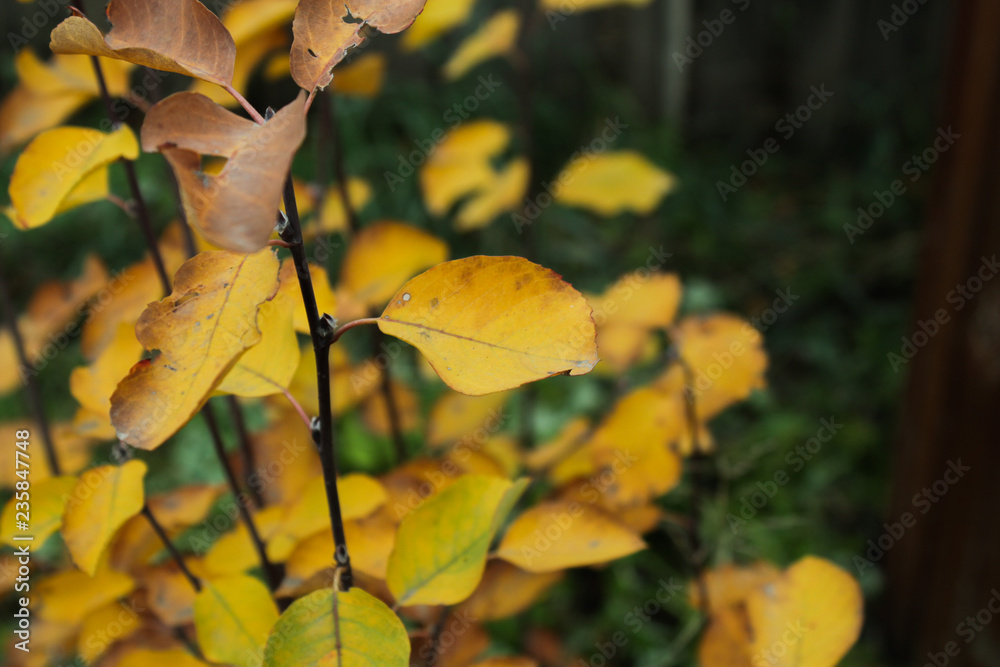 Obraz premium autumn leaves on tree