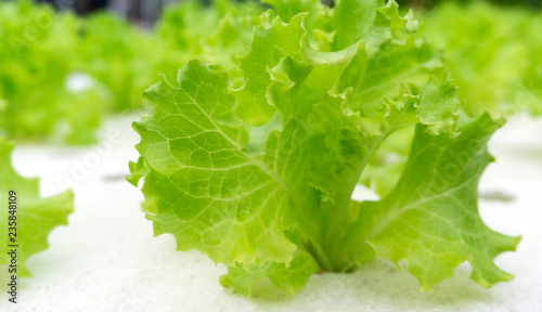 Fresh Green salad vegetables growing in hydroponic  garden farm background, with copy space for your text, Close up. .