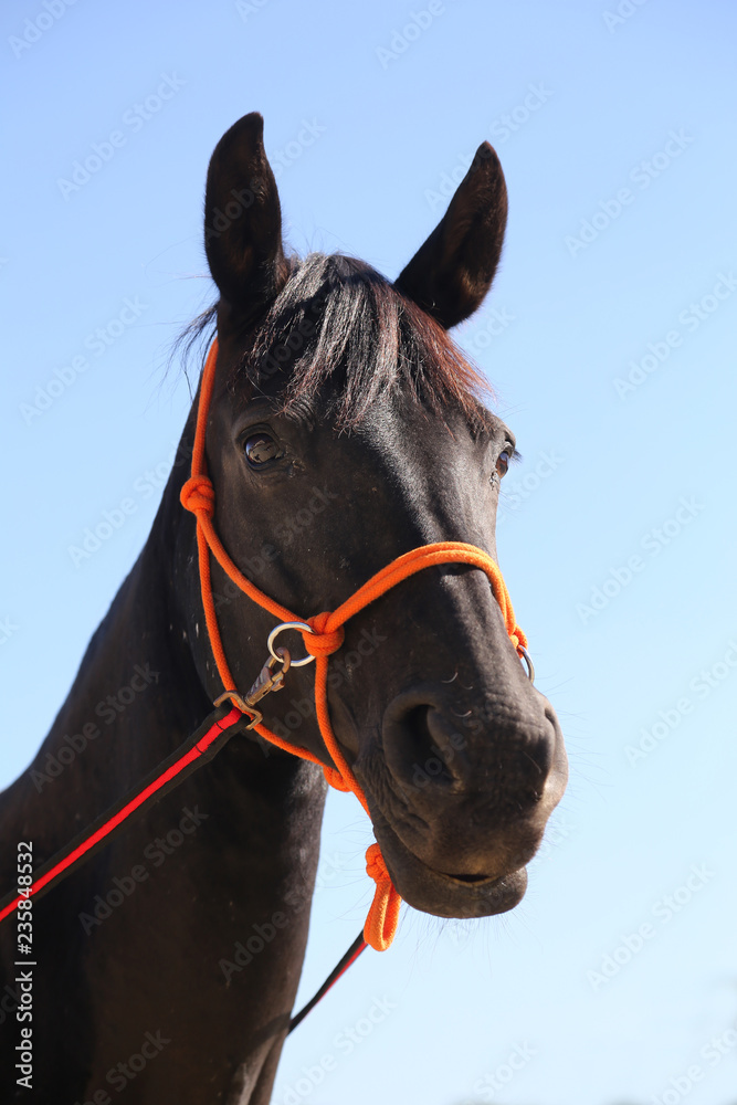 Fototapeta premium Head of a healthy sport horseduring dressage at rural equestrian center
