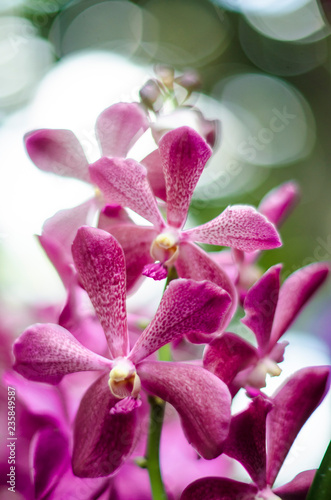 Flower Bokeh