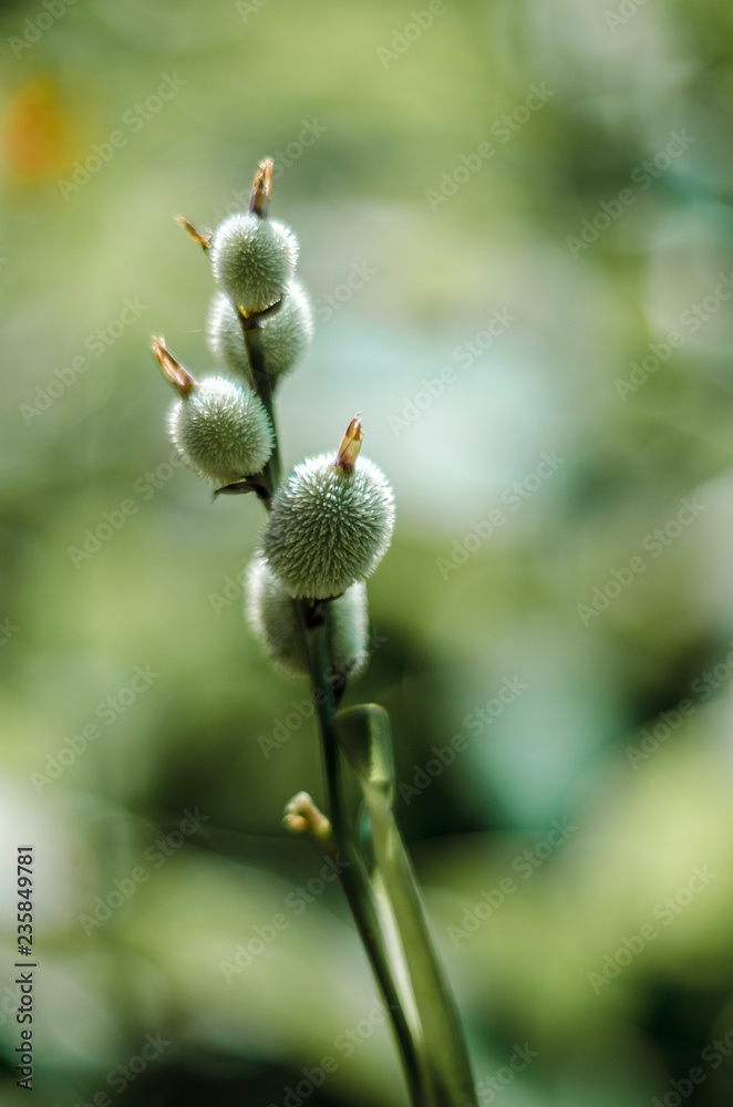 Green Buds Bokeh Green Buds Bokeh