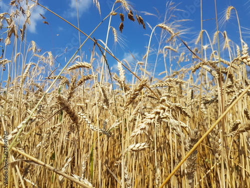 Wheat field on a sunny day with clear blue sky.