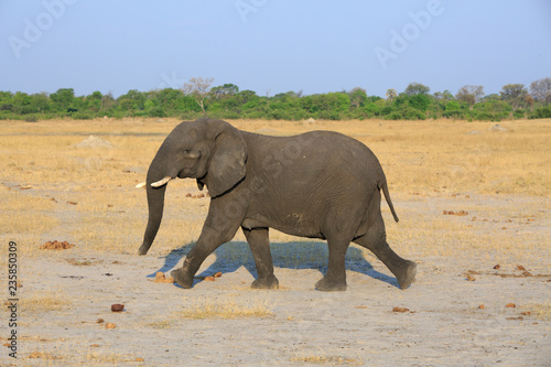 Startled elephant, with legs moving and ears against head running across the plains in Hwange National Park, Zimbabwe with a natural bush and plains background against a pale blue sky