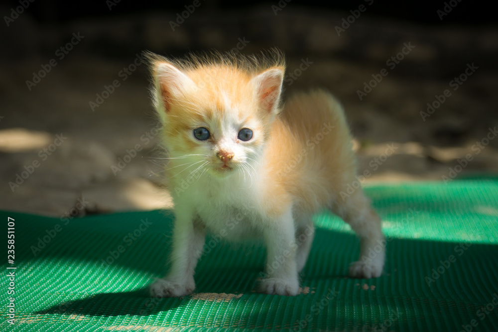 Obraz premium Cute little red kitten playing outdoor. Portrait of red kitten on the beach looking interesting. funny red kitten with blue eyes & white paws. Animal baby theme