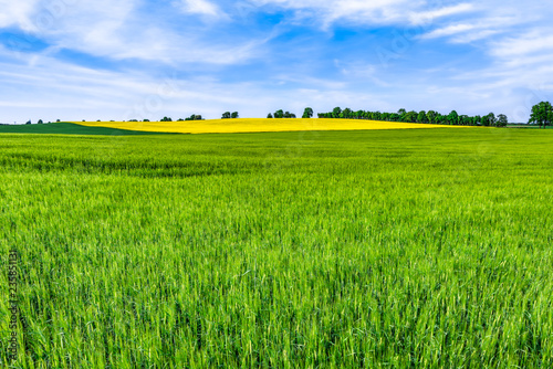 Green fields background. Horizon, sky and field or farm landscape at spring.