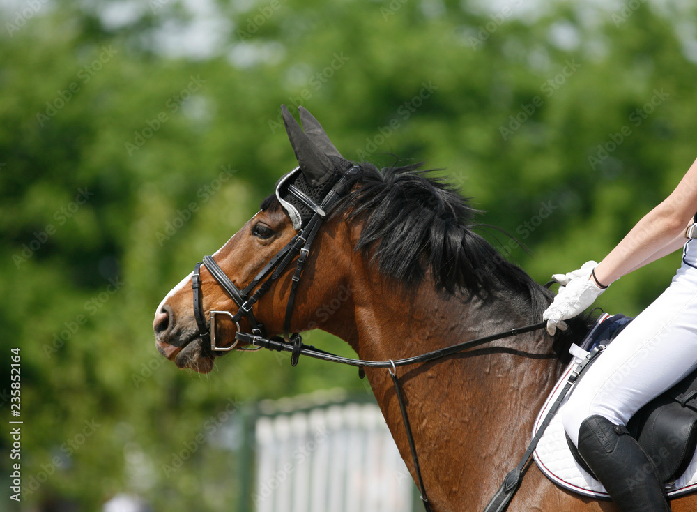 Obraz premium Sport horse portrait during dressage competition