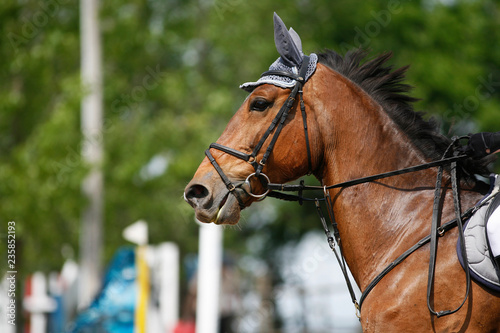 Fototapeta Naklejka Na Ścianę i Meble -  Sport horse portrait during dressage competition