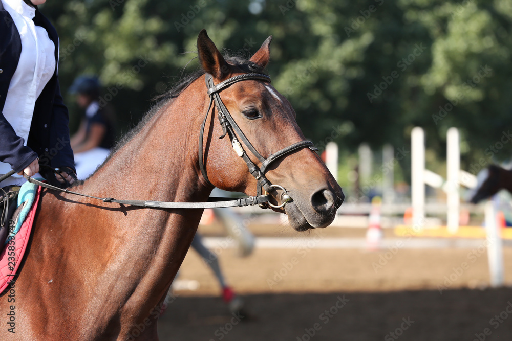 Sport horse portrait during dressage competition Sport horse portrait during dressage competition