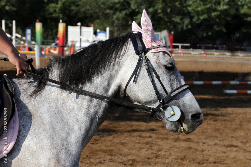 Sport horse portrait during dressage competition Sport horse portrait during dressage competition