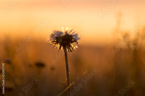 Bloomed dandelion