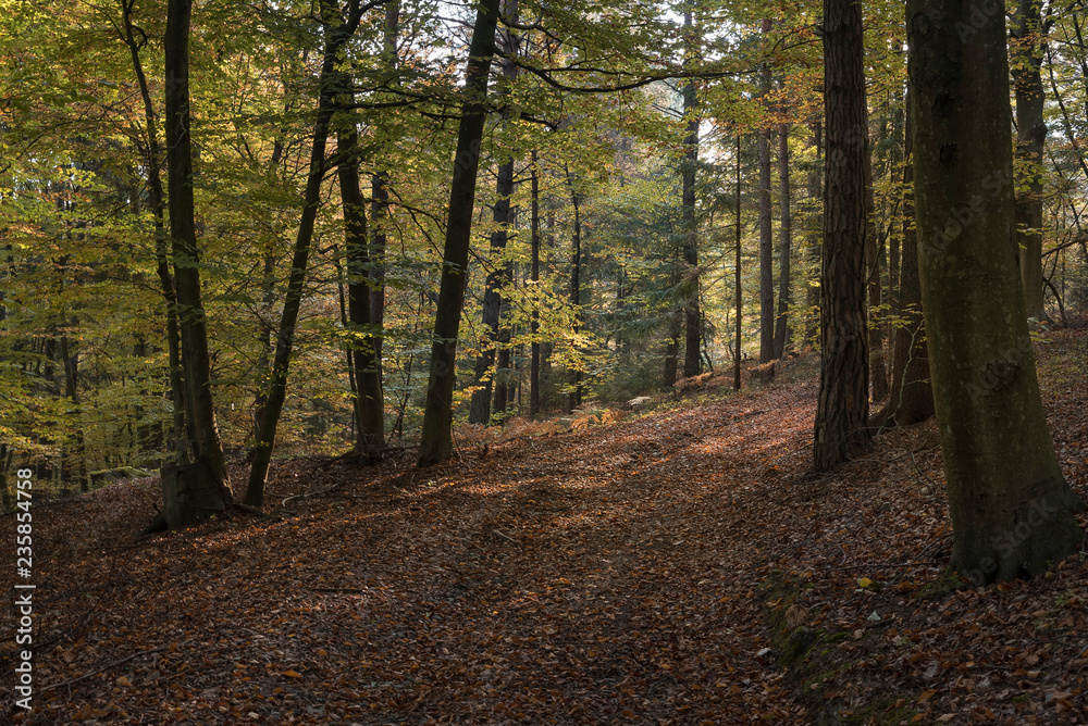 Obraz premium Wald im Herbst