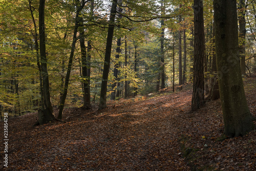 Wald im Herbst