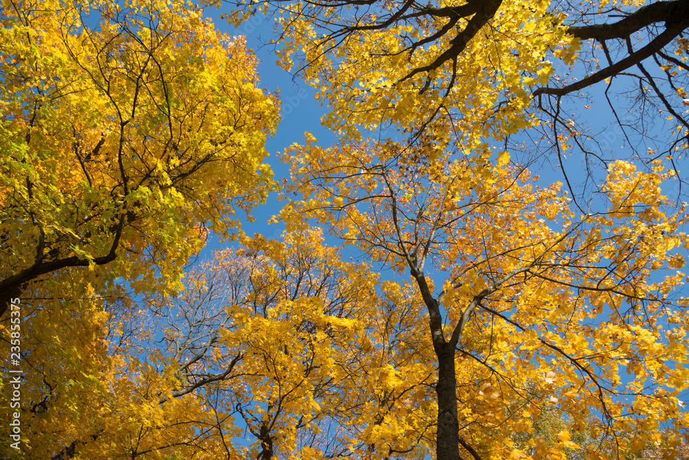 Golden crown of trees with clear blue sky Golden crown of trees with clear blue sky