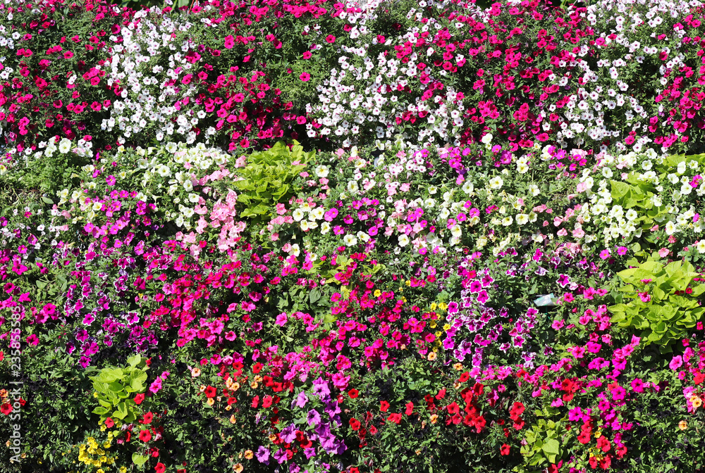 Baskets of hanging petunia flowers on balcony. Petunia flower in ornamental plant. Violet balcony flowers in pots. Background from flowering natural plants. Multi-colored petals and inflorescences.