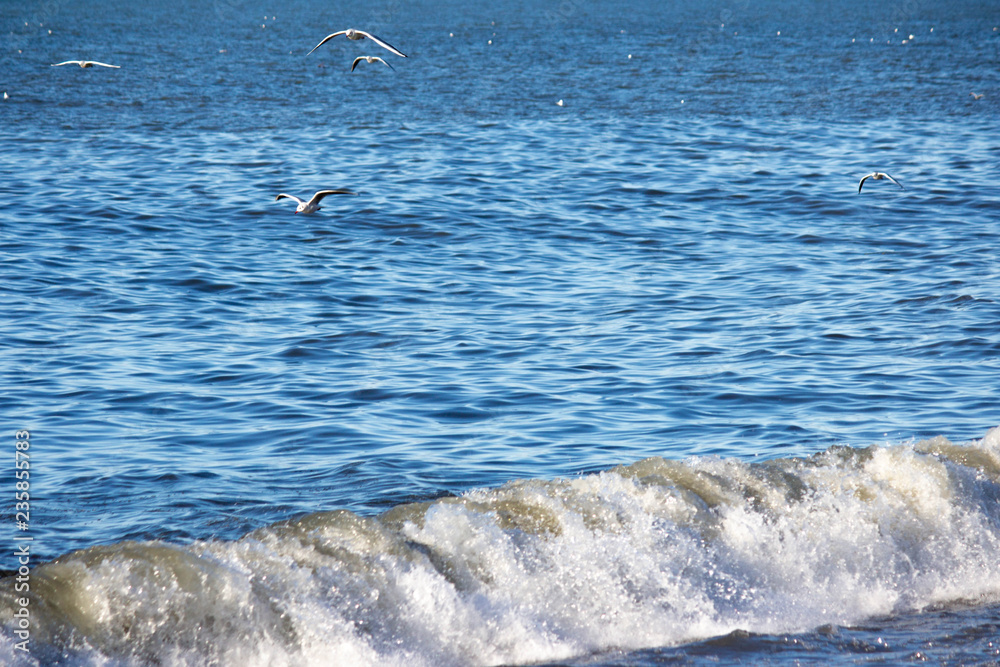Naklejka premium Flying seagulls over the waves