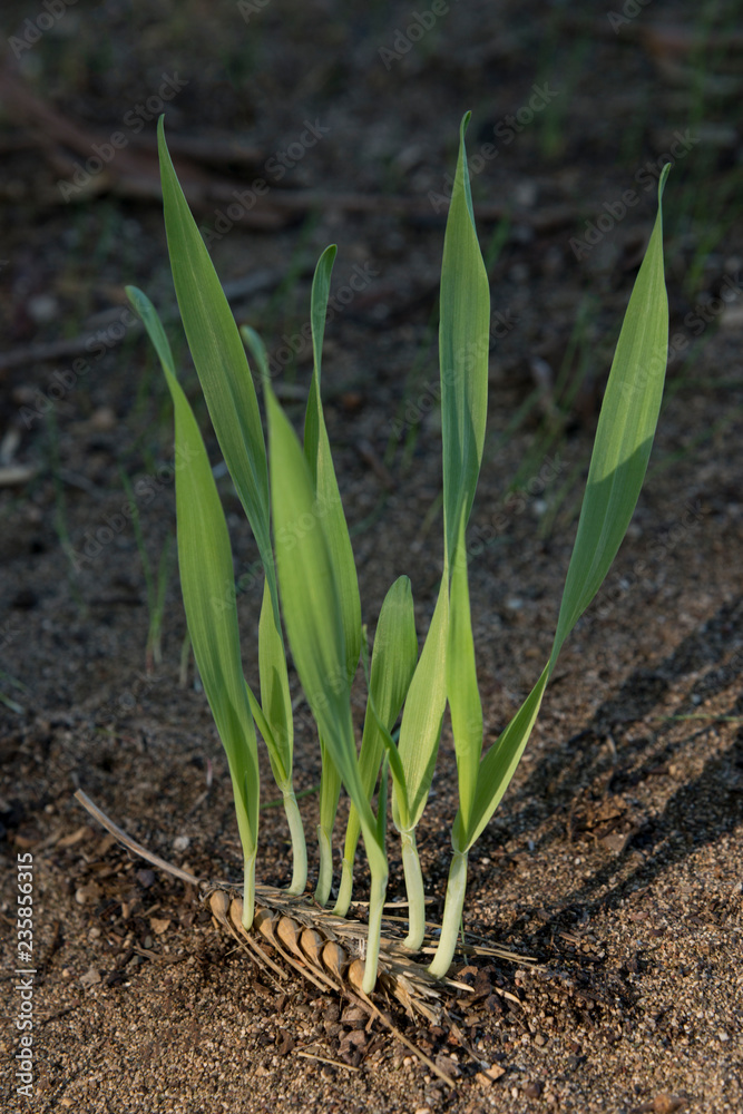 Obraz premium New through the old