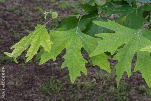 green leaves of maple