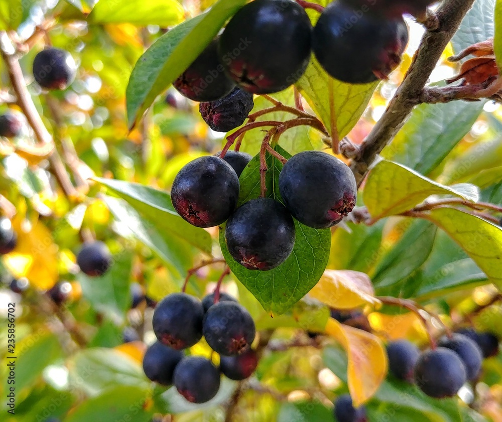 Deep blue berry clusters Deep blue berry clusters