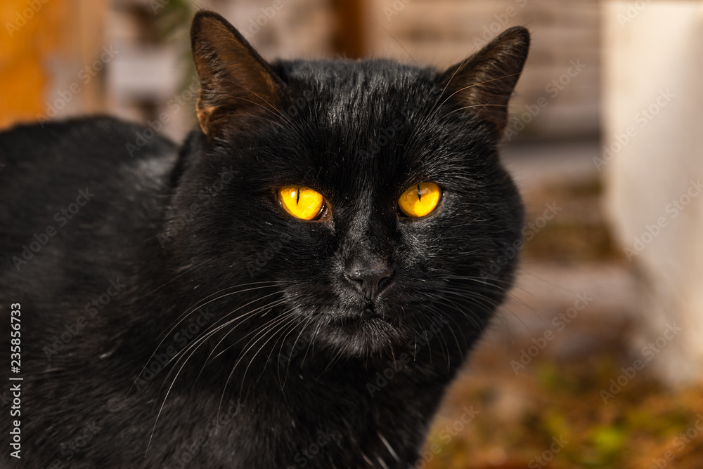 Portrait of a beautiful street black cat with orange eyes close-up