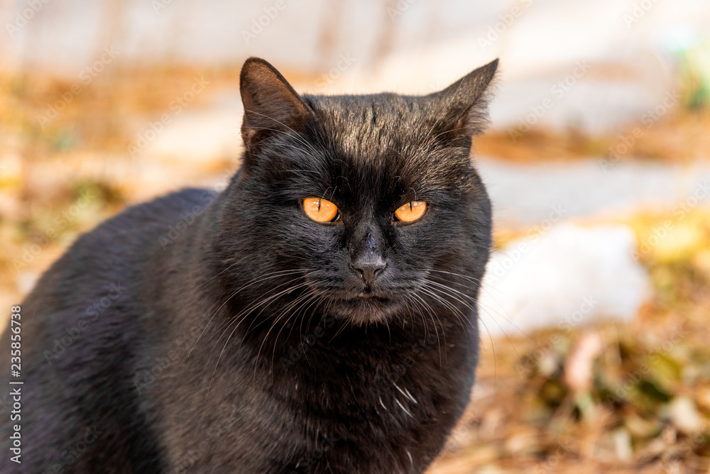 Portrait of a beautiful street black cat with orange eyes close-up