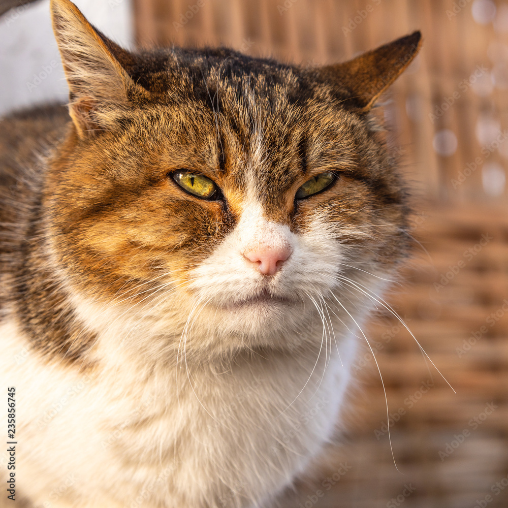 Portrait of a large striped white cat close-up