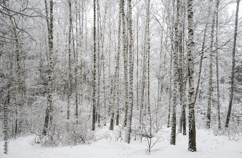 Snow-covered birch grove