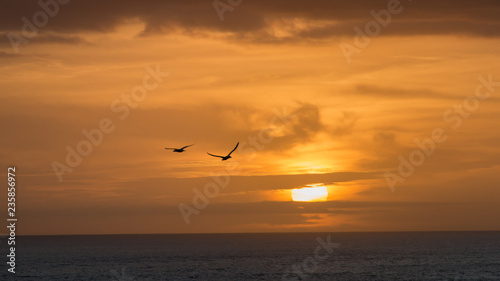 Bird flying at the Muriwai Beach Sunset