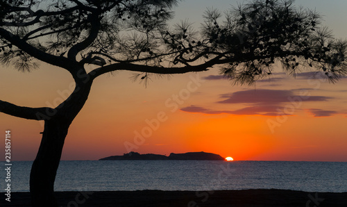 Sunrise over sea with tree in foreground